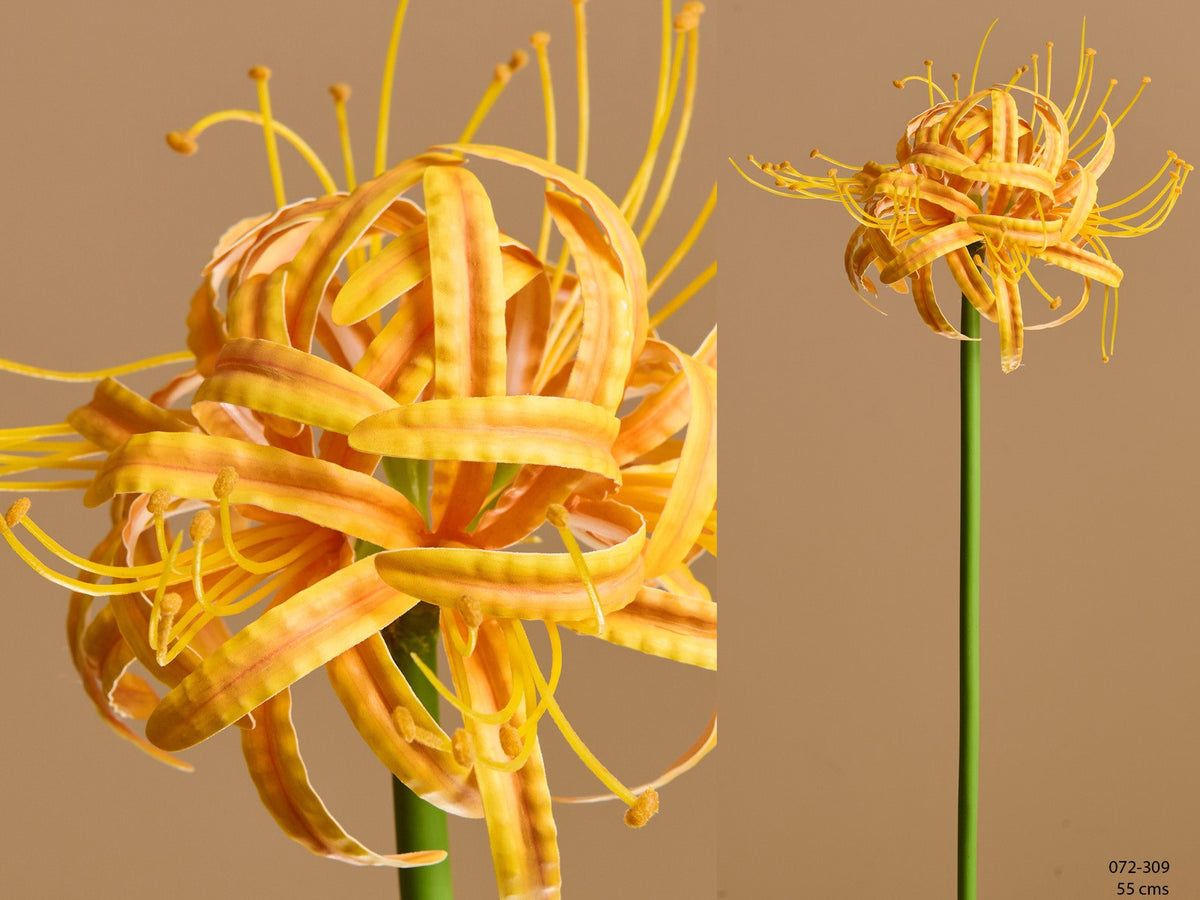 Amaryllis real touch ocre 55 cms