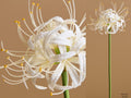 Amaryllis real touch blanco 55 cms